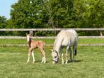 Welsh B-pony merrie (12 jaar), Dieren en Toebehoren, Merrie, Zadelmak, 11 jaar of ouder