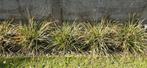 Gratis grassen, Tuin en Terras, Planten | Tuinplanten, Ophalen