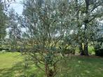 olijfboom (in verrijdbare plantenbak uit bankirai), Tuin en Terras, Planten | Bomen, Ophalen, In pot, Olijfboom, 100 tot 250 cm