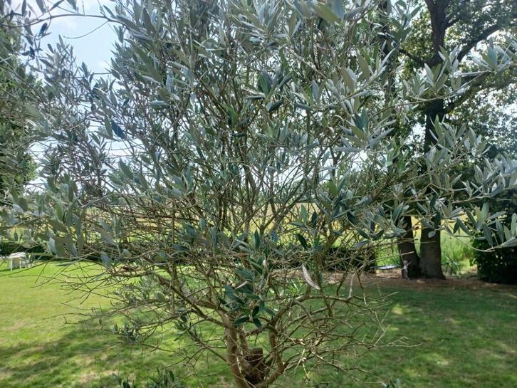 olijfboom (verlaagd in prijs!), Tuin en Terras, Planten | Bomen, Olijfboom, 100 tot 250 cm, In pot, Ophalen