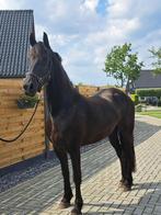 friese paard, Dieren en Toebehoren, Merrie, Gechipt, 3 tot 6 jaar, Onbeleerd