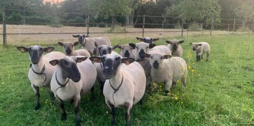 Moutons Hampshire à vendre, Animaux & Accessoires, Moutons, Chèvres & Cochons, Mouton, Plusieurs animaux, 0 à 2 ans