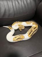 Ball pythons, Dieren en Toebehoren, Reptielen en Amfibieën, Slang