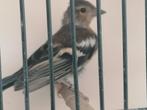 Botvink, Dieren en Toebehoren, Vogels | Overige Vogels, Meerdere dieren, Wildzangvogel, Geringd