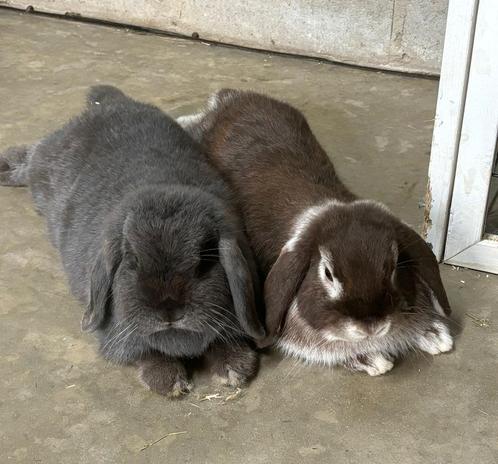 Koppeltje minilop-Nhd, Dieren en Toebehoren, Konijnen, Meerdere dieren, 0 tot 2 jaar, Hangoor