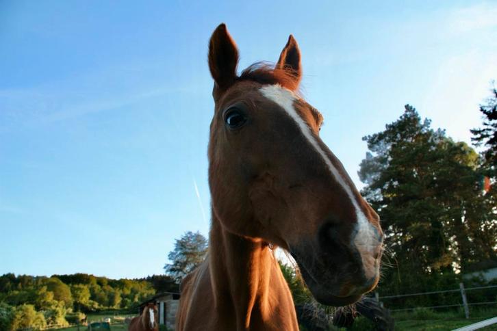 ASBI Equi’Libre recherche de l’aide, Dieren en Toebehoren, Paarden en Pony's | Verzorgingsproducten, Ophalen of Verzenden