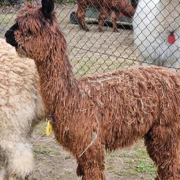 Alpaca dekhengst SURI Volledig stamboek 3 jaar beschikbaar voor biedingen