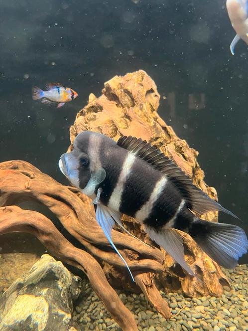 Frontosa kweekgroepje (4), Dieren en Toebehoren, Vissen | Aquariumvissen