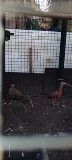 Rode ibis, Animaux & Accessoires, Volatiles, Femelle, Autres espèces