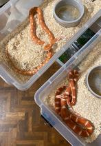 Koppel 1.1 scaleless amel ….. van 2024