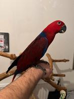 Handtamme edelpapegaai, Dieren en Toebehoren, Vogels | Parkieten en Papegaaien, Vrouwelijk, Papegaai, Pratend