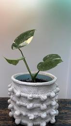Monstera Thai Constellation baby, Huis en Inrichting, Ophalen