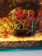 Neocaridina garnalen.bloody mary garnalen