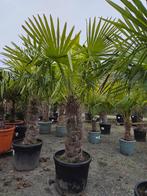 Winterharde palmboom Trachycarpus Fortunei, Tuin en Terras, Ophalen, Palmboom