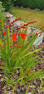 Jonge winterharde planten, Tuin en Terras, Kruiden, Ophalen