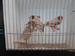 Te koop zebravinken broed 2025, Dieren en Toebehoren, Vogels | Overige Vogels, Meerdere dieren, Tropenvogel, Geringd