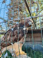 Roodstaart buizerd, Geringd