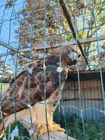 Roodstaart buizerd  beschikbaar voor biedingen