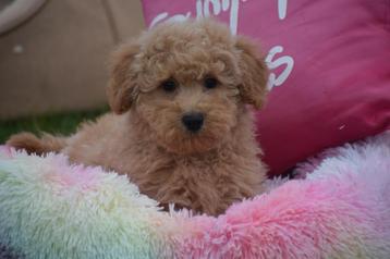 Poedel pups mooi klein blijvend beschikbaar voor biedingen