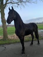 Friese hengst, Dieren en Toebehoren, Paarden, Gechipt, Onbeleerd, Hengst, 0 tot 2 jaar