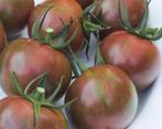 Purple Bumblebee - Graines de tomates, Envoi