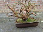 Bonsai azalea rood, Tuin en Terras, Ophalen of Verzenden