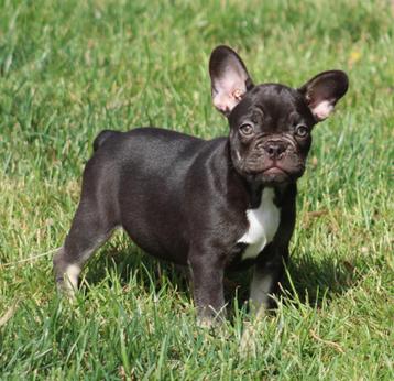 Franse Bulldog pup beschikbaar voor biedingen