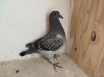 postduiven, Dieren en Toebehoren, Geslacht onbekend, Postduif