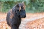 zwart shetlander hengstje, Étalon, Poney A (jusqu'à 1.17 m), Vermifugé, 0 à 2 ans