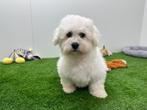 Nestje Bichon Frisé pups, Dieren en Toebehoren, België, Overige rassen, CDV (hondenziekte), 8 tot 15 weken