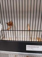 Zilverbekjes, Dieren en Toebehoren, Meerdere dieren, Tropenvogel