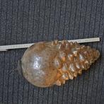 Extra grote glazen kerstbal, Ophalen, Gebruikt