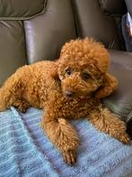 Puppy’s te koop kleine Dwergpoedel Donker Abrikoos, Dieren en Toebehoren, Poedel, België, Fokker | Hobbymatig, 8 tot 15 weken