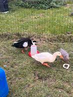 Loopeenden te koop, Dieren en Toebehoren, Pluimvee, Meerdere dieren, Eend