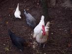 krielkippen Basette, Dieren en Toebehoren, Pluimvee, Meerdere dieren, Kip