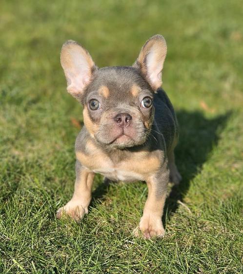 Bouledogue français, Animaux & Accessoires, Chiens | Bouledogues, Pinschers & Molossoïdes, Plusieurs animaux, Bouledogue, Éleveur | Loisir