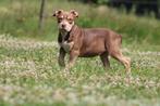 2 American Bully teefjes met Abkc , goed opgevoed, Dieren en Toebehoren, Honden | Bulldogs, Pinschers en Molossers, België, 15 weken tot 1 jaar