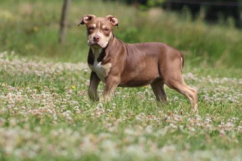 2 American Bully teefjes met Abkc , goed opgevoed, Dieren en Toebehoren, Honden | Bulldogs, Pinschers en Molossers, Teef, Overige rassen