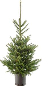 Kerst bomen beschikbaar, Tuin en Terras, Planten | Struiken en Hagen, Ophalen