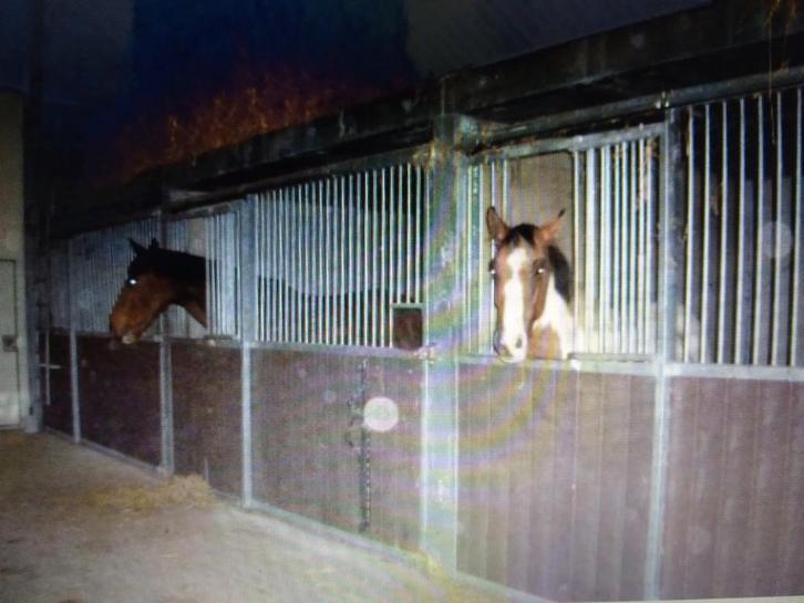 Pensionstalling, Dieren en Toebehoren, Stalling en Weidegang, Weidegang