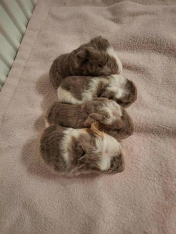 Lieve CH teddy cavia's beschikbaar voor biedingen