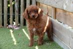 Cavapoo pups (abrikoos/rood), België, Overige rassen, CDV (hondenziekte), 8 tot 15 weken