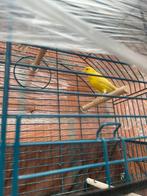 Man Kanarie, Dieren en Toebehoren, Vogels | Kanaries