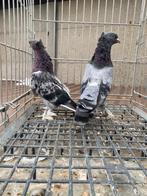 Mooi taklas koppel, Dieren en Toebehoren, Vogels | Duiven