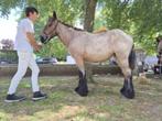 Jaarling trekpaard, Dieren en Toebehoren, Paarden, Merrie, 0 tot 2 jaar, Gechipt, Onbeleerd