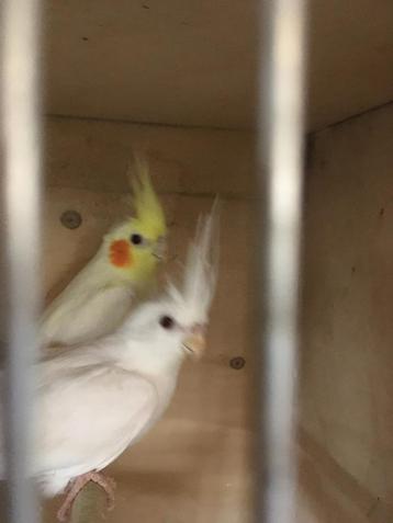 HALF TAMME WITTE EN LUTINO VALKPARKIETEN VANAF 60 EURO/VOGEL beschikbaar voor biedingen