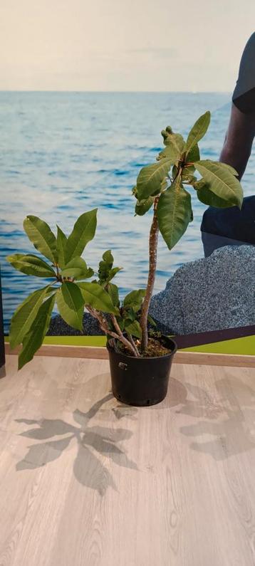 Plumeria beschikbaar voor biedingen