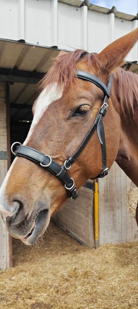 Kaptoom van Marjoman Oslo in perfecte staat,heel kwalitatief, Dieren en Toebehoren, Paarden en Pony's | Hoofdstellen en Tuigage
