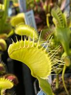 Vleesetende planten, Tuin en Terras, Ophalen of Verzenden