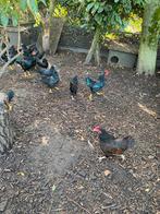 Barnevelder krielkippen, Dieren en Toebehoren